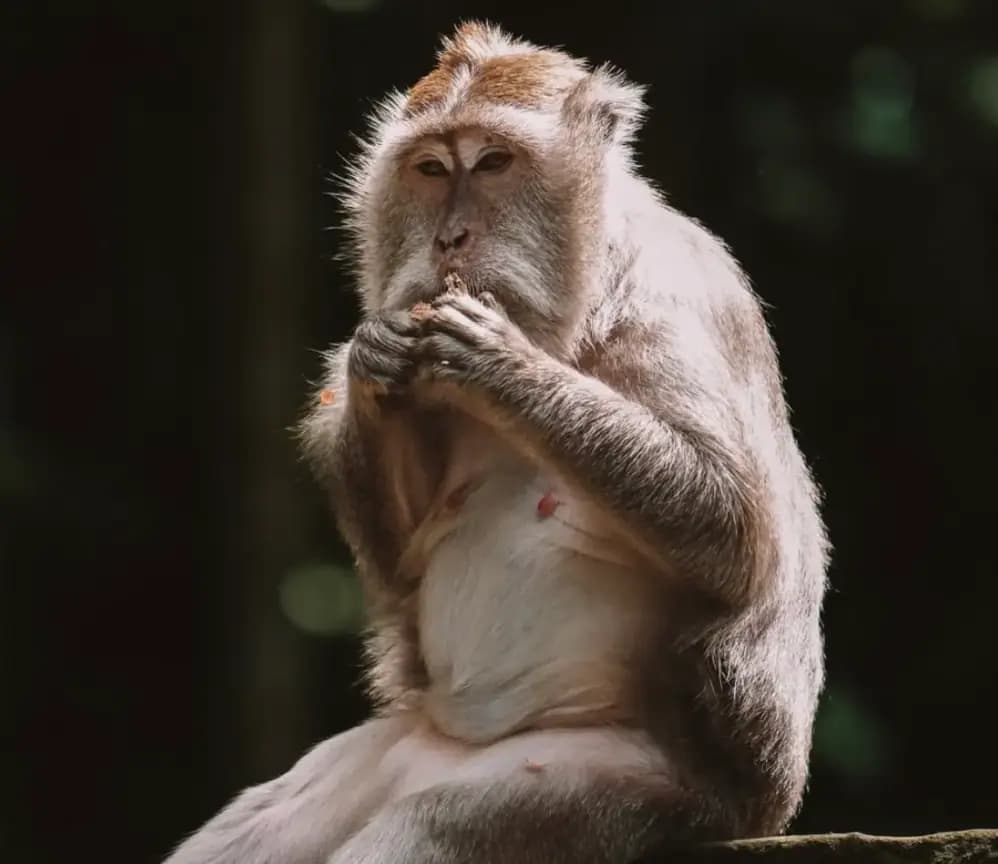 monkey forest